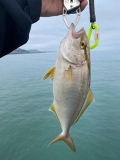 ショゴの釣果