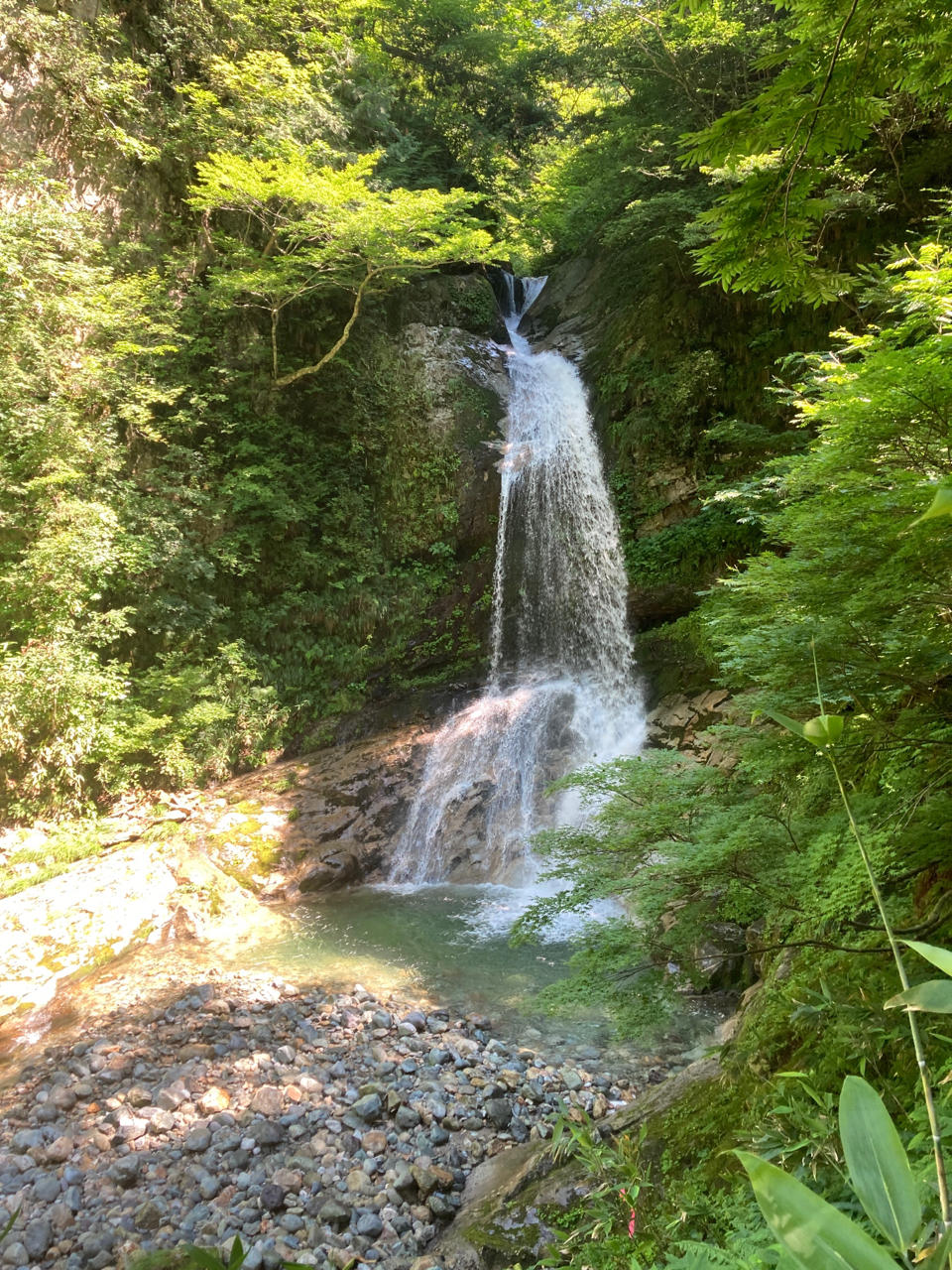 イワナ