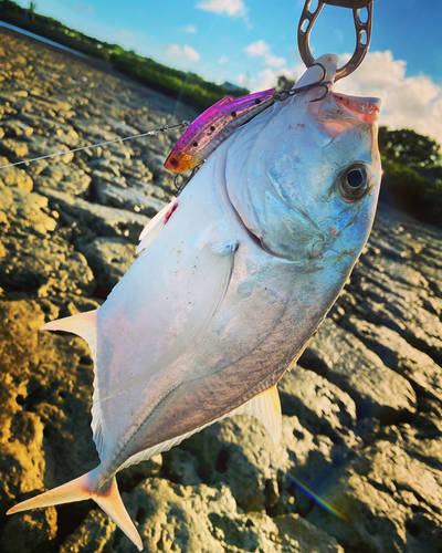 ロウニンアジの釣果