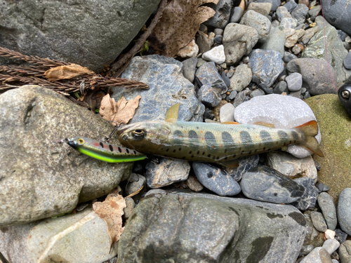 ヤマメの釣果