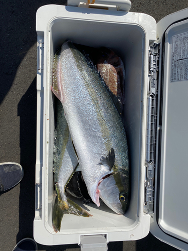 ブリの釣果