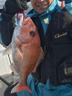 マダイの釣果