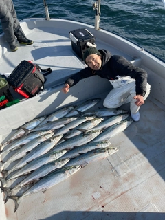 サワラの釣果