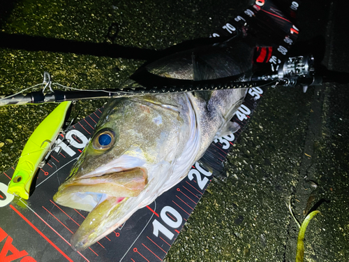 シーバスの釣果