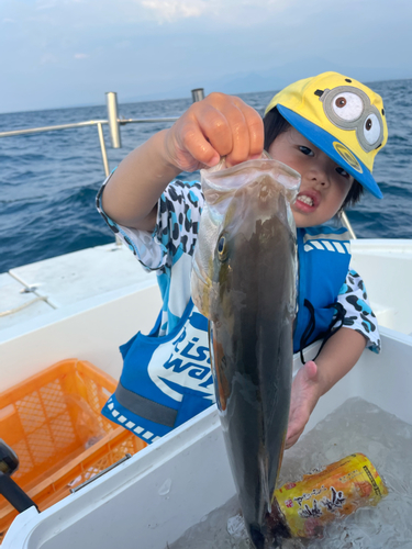 カンパチの釣果