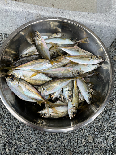 アジの釣果