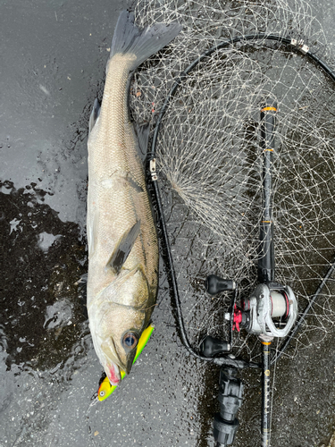 スズキの釣果