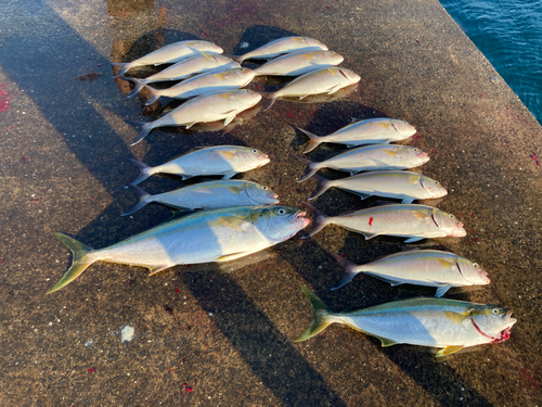 カンパチの釣果