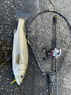 スズキの釣果