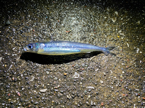 ギンイソイワシの釣果