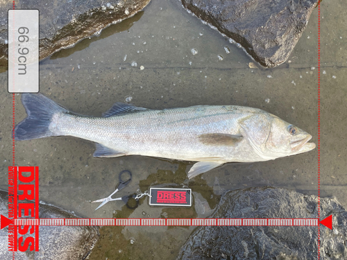 シーバスの釣果