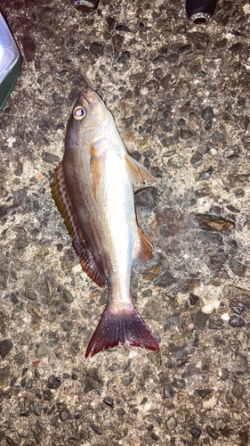 イサキの釣果