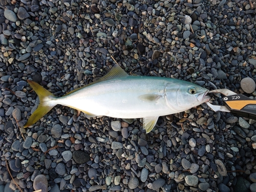 ワカシの釣果