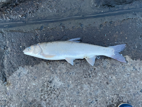 マルタウグイの釣果