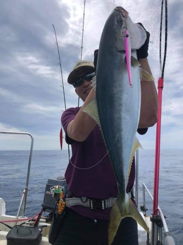 ブリの釣果