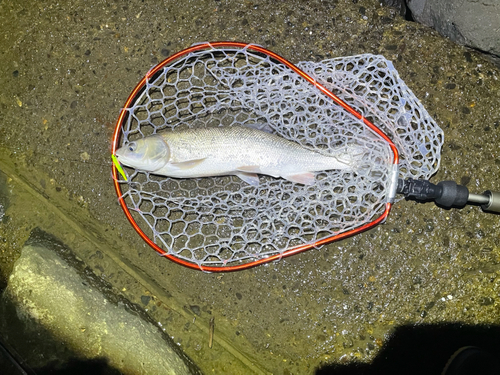 マルタウグイの釣果