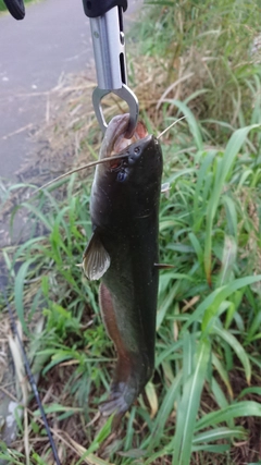 ナマズの釣果