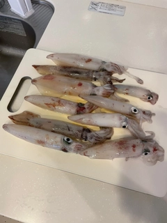 マルイカの釣果