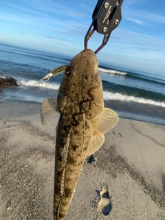 マゴチの釣果