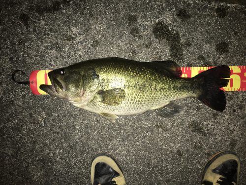 ブラックバスの釣果