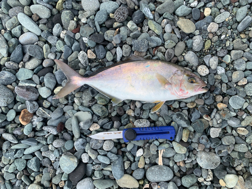 ショゴの釣果