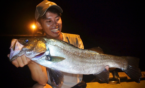 ヒラスズキの釣果