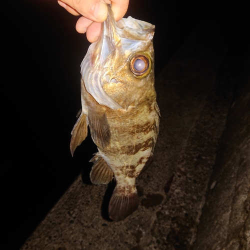 クロメバルの釣果