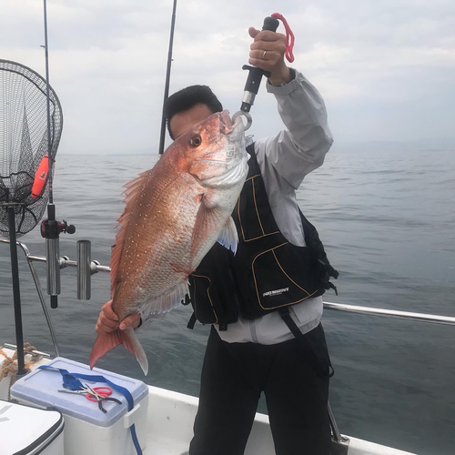 マダイの釣果