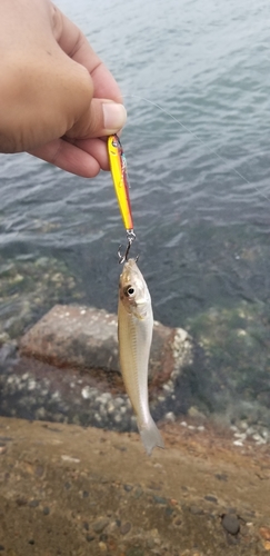 キスの釣果