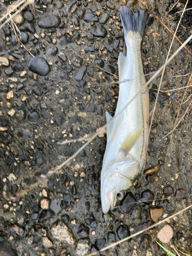 セイゴ（マルスズキ）の釣果