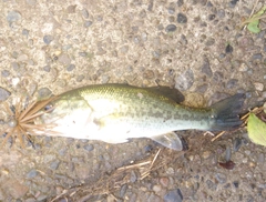 ブラックバスの釣果