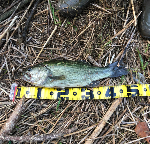 ラージマウスバスの釣果