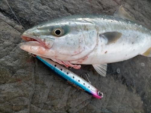 イナダの釣果