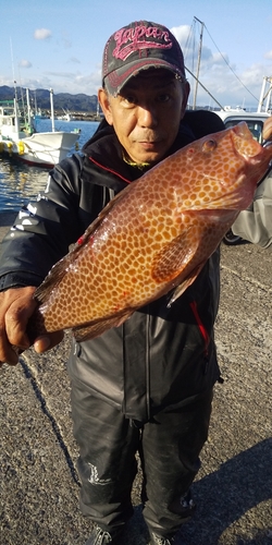 オオモンハタの釣果