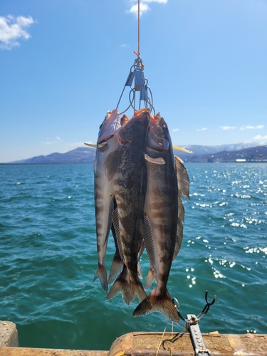 ホッケの釣果