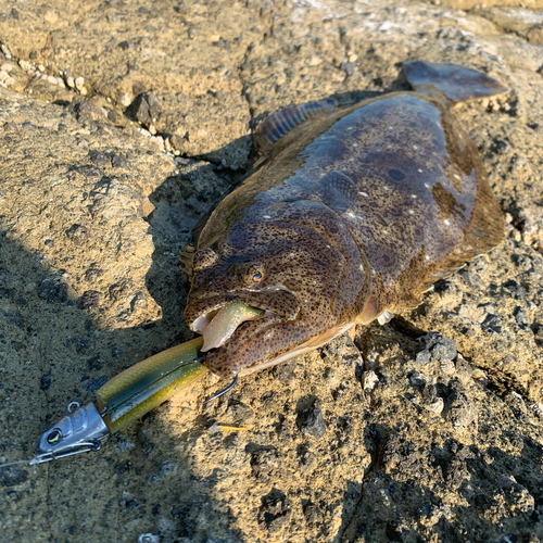 ヒラメの釣果