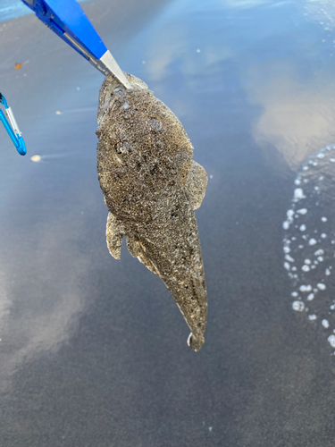 マゴチの釣果