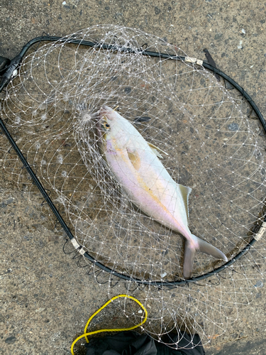 ショゴの釣果