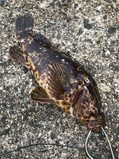 ベッコウゾイの釣果