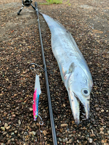 タチウオの釣果