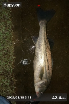 シーバスの釣果