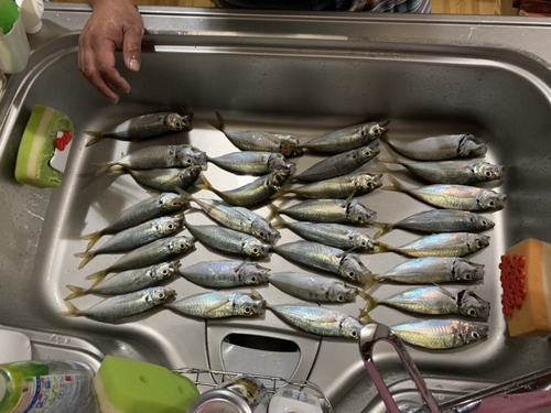 アジの釣果