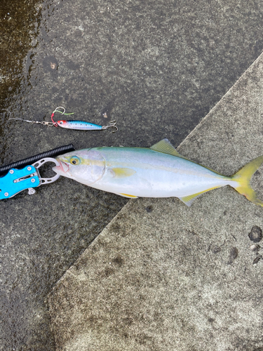 ツバスの釣果