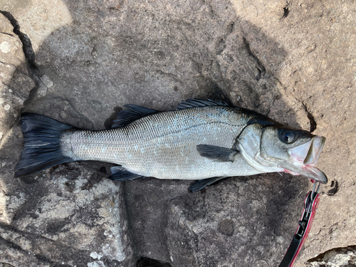 ヒラスズキの釣果