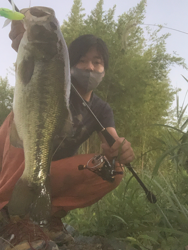 ブラックバスの釣果