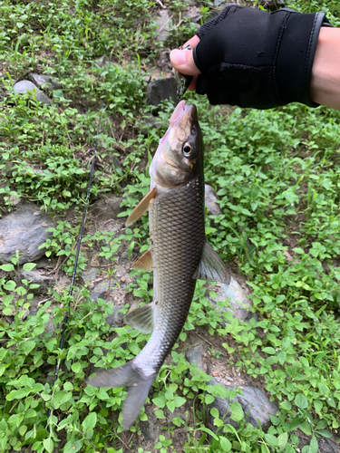 ニゴイの釣果