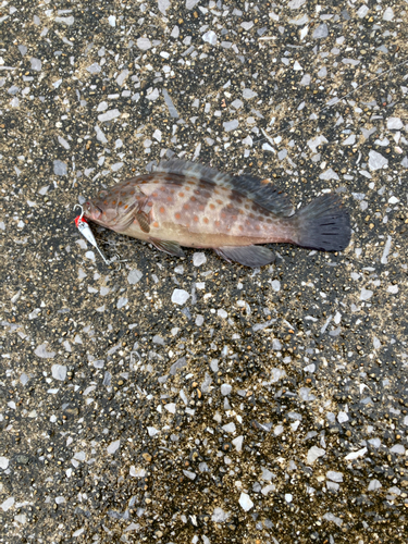 オオモンハタの釣果