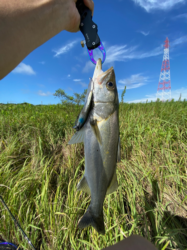 セイゴ（マルスズキ）の釣果