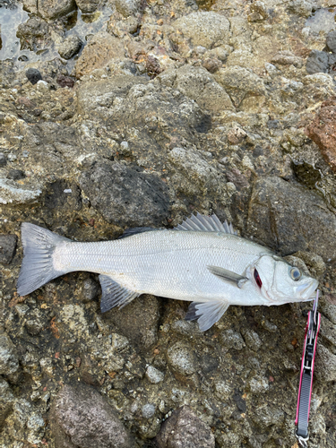 ヒラスズキの釣果