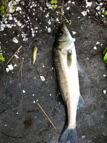 フッコ（マルスズキ）の釣果